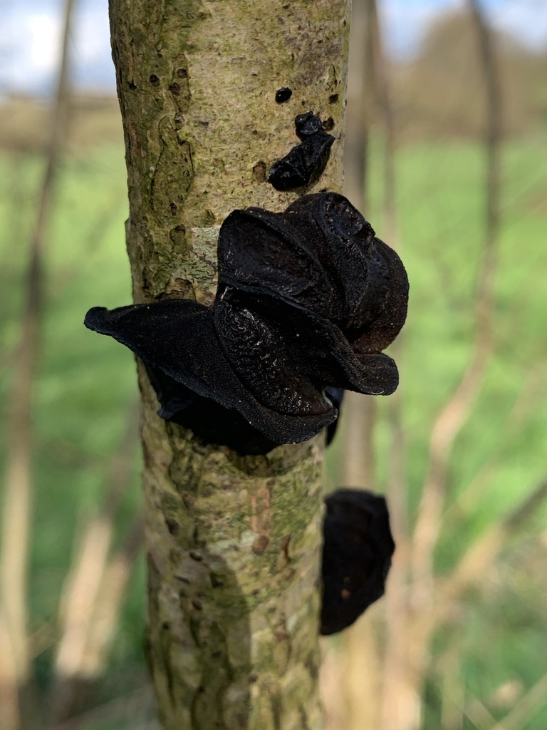 Exidia truncata · March 2026 · photo: © tadpole1tail (iNaturalist, cc0)