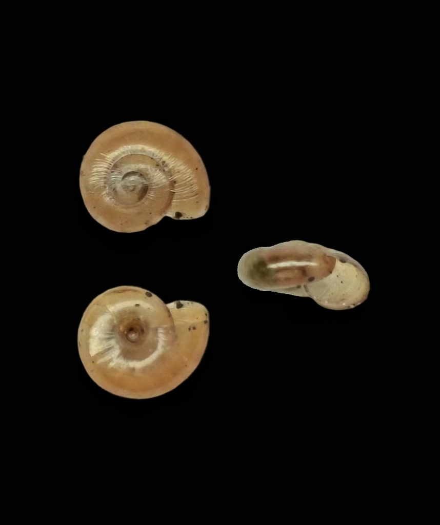 Perpolita radiatella
