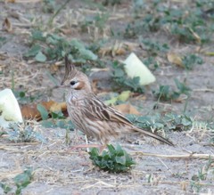 Coryphistera alaudina