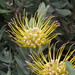 Leucospermum grandiflorum - Photo (c) botanicexpedition2019nl-saf,  זכויות יוצרים חלקיות (CC BY-NC-ND), uploaded by botanicexpedition2019nl-saf