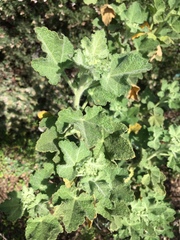 Malacothamnus lucianus