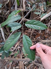 Sageretia randaiensis