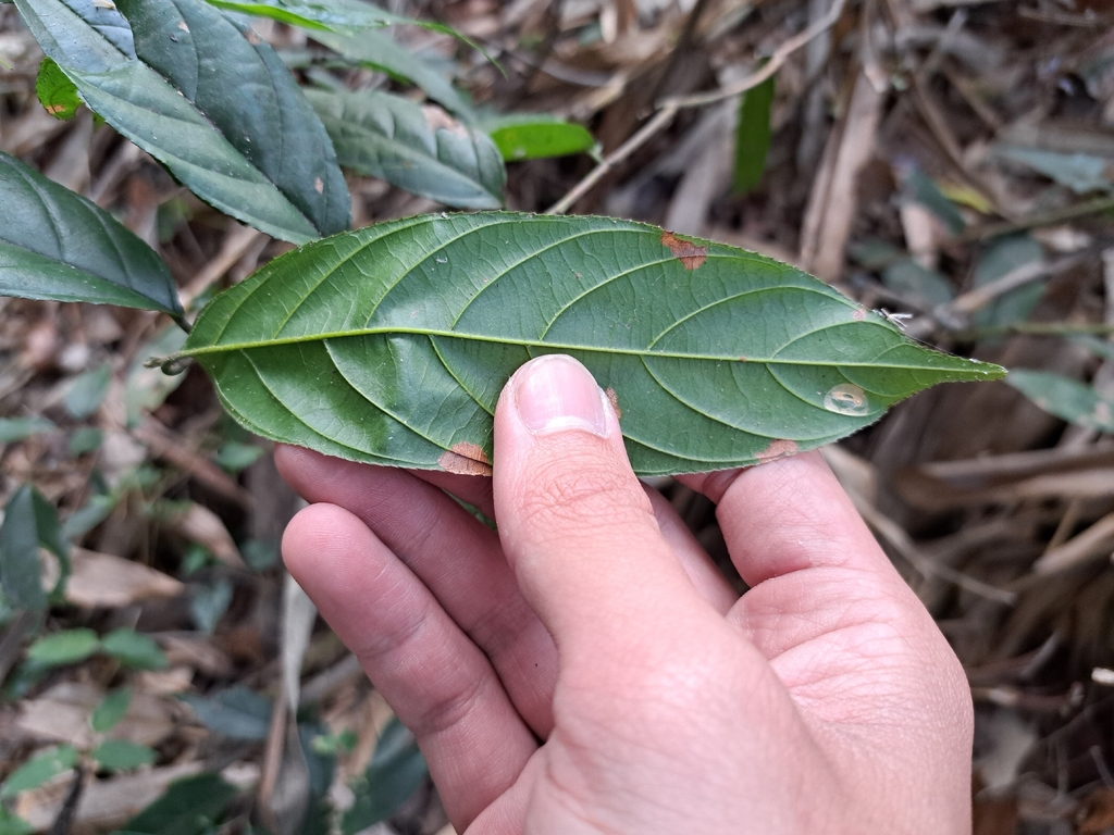 Sageretia randaiensis; photograph (c) vrxz, some rights reserved (CC BY-SA)
