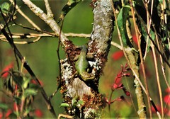 Sceloporus scitulus