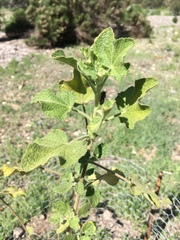 Malacothamnus lucianus