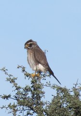 Spiziapteryx circumcincta