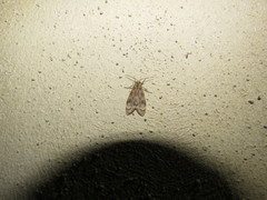 Eucereon phaeoprocta