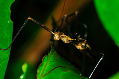 Neohirasea