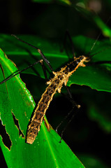 Neohirasea