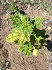 Malacothamnus involucratus
