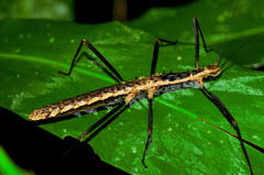 Neohirasea