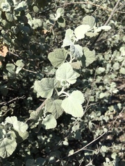 Malacothamnus abbottii