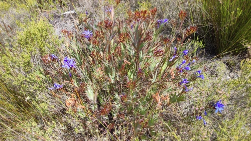 Nivenia stokoei, photograph 6