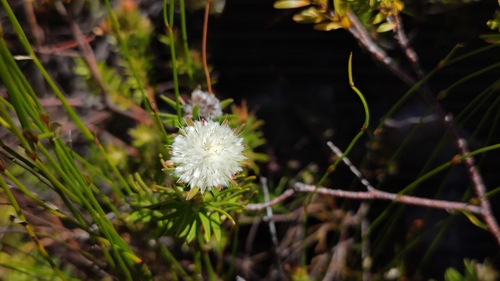 Palmiet Silkypuff (Diastella fraterna)
