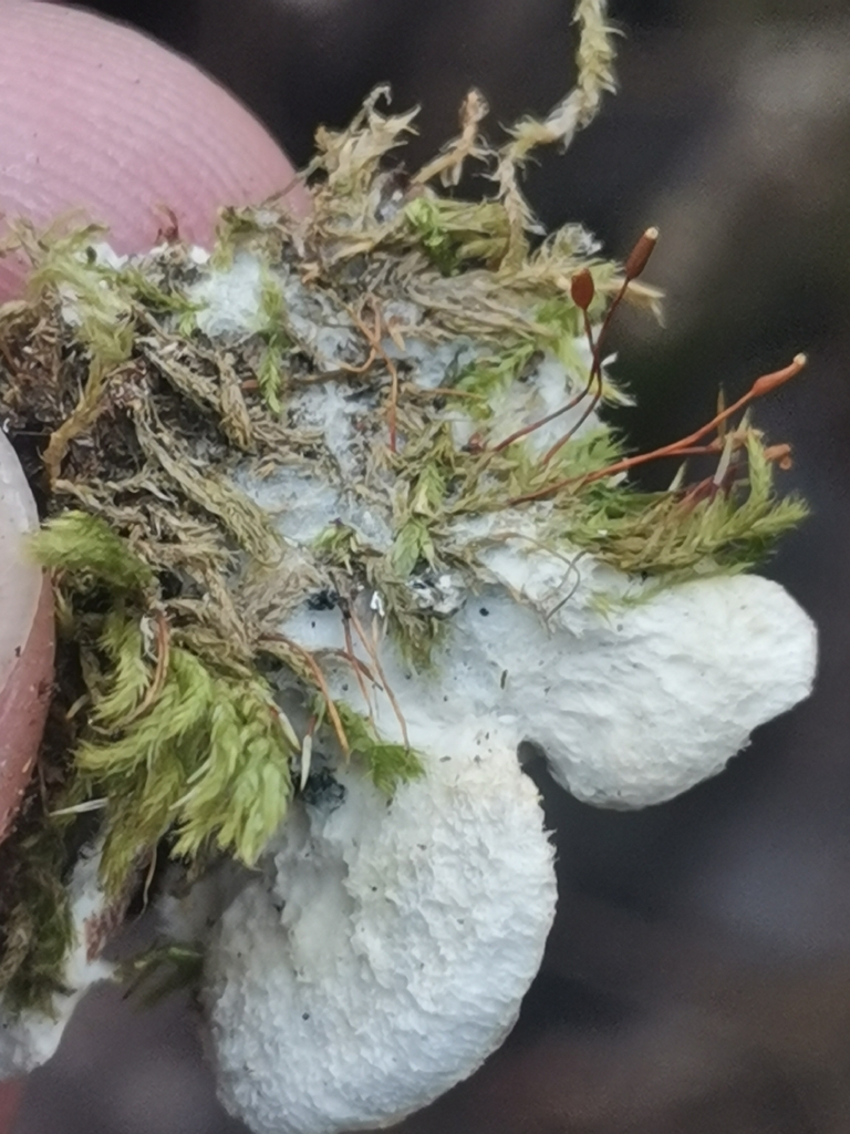 Gloeoporus dichrous · March 2026 · photo: © kaitaaho (iNaturalist, cc0)