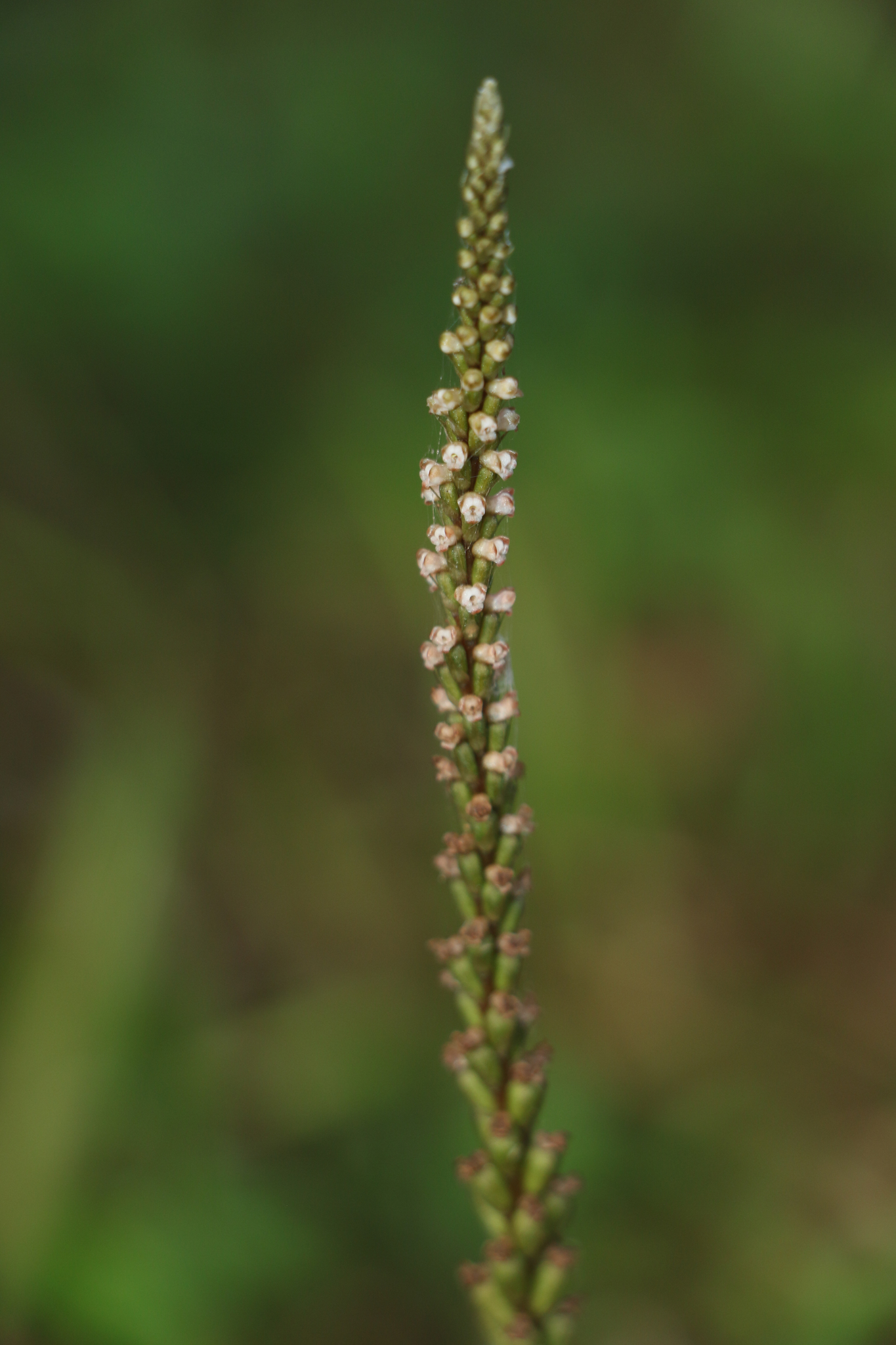 Prescottia oligantha