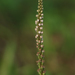 Prescottia oligantha - Photo 由 Logan Crees 所上傳的 (c) Logan Crees，保留部份權利CC BY-NC