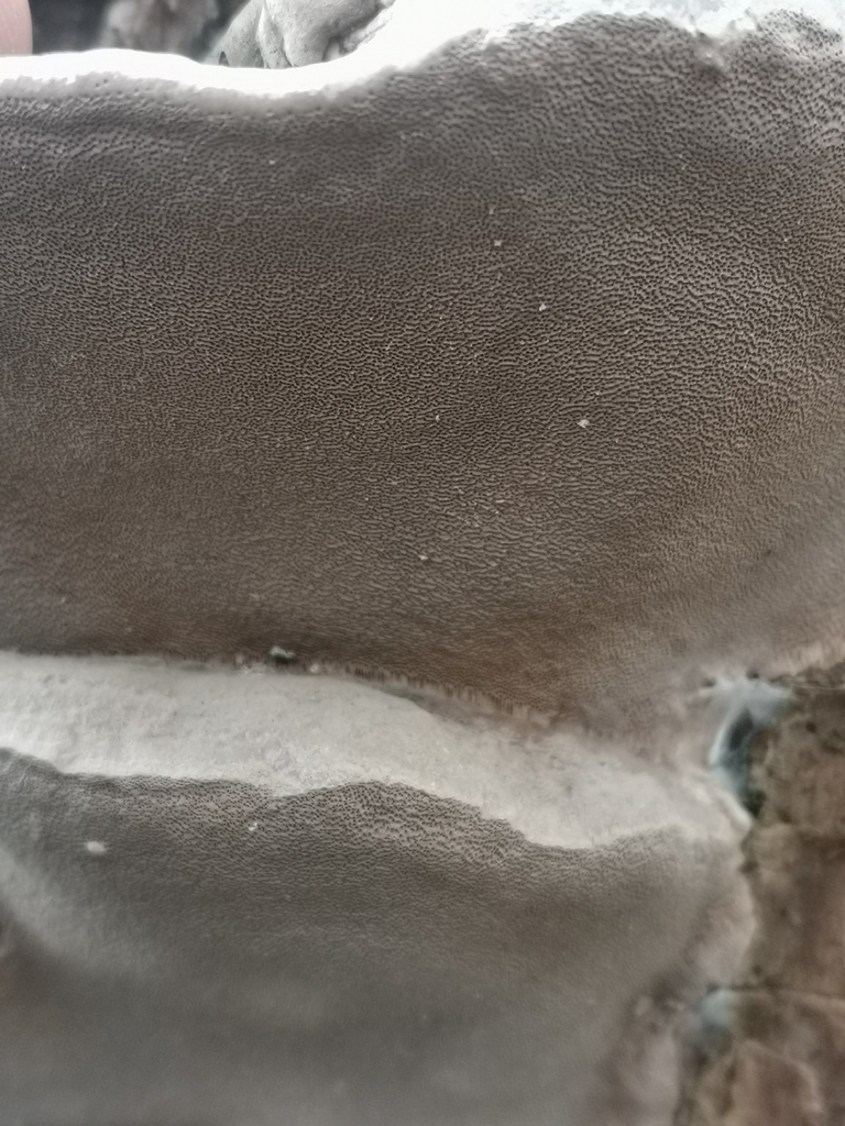 Phellinus igniarius · March 2026 · photo: © kaitaaho (iNaturalist, cc0)