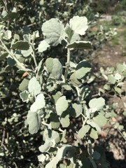 Malacothamnus jonesii