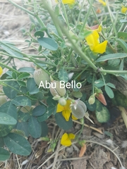 Crotalaria microcarpa