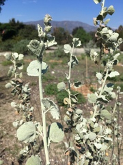 Malacothamnus jonesii