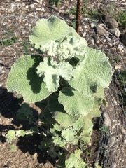 Malacothamnus fremontii cercophorus