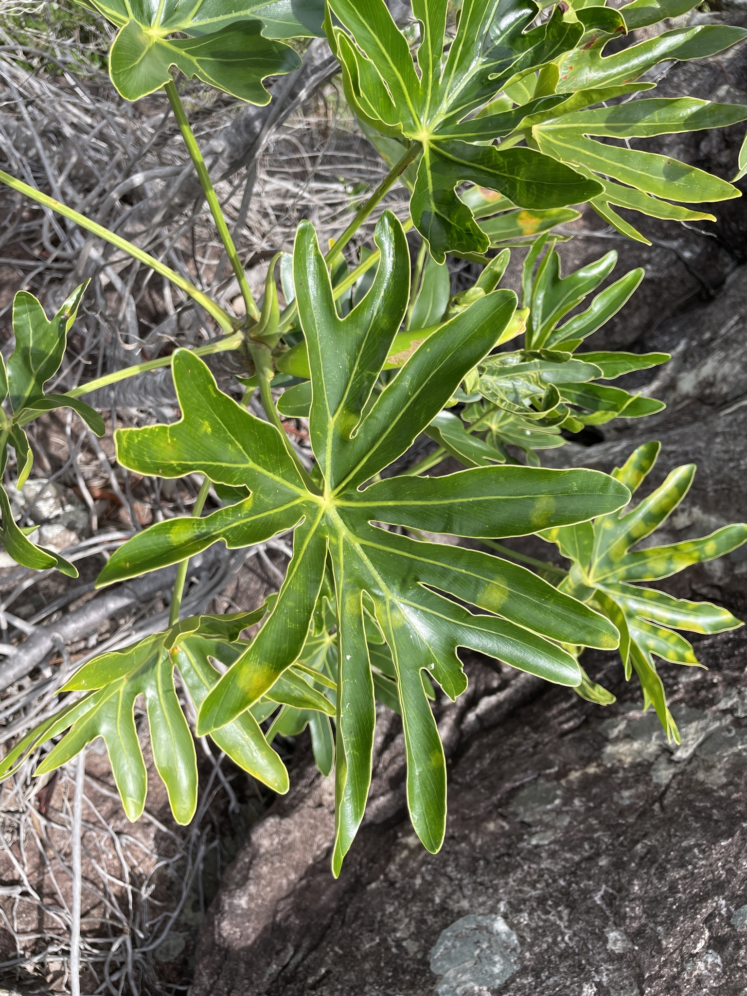 Thaumatophyllum adamantinum