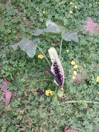 Arum dioscoridis, photograph 5
