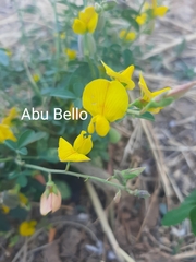 Crotalaria microcarpa
