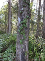 Toxicodendron radicans image