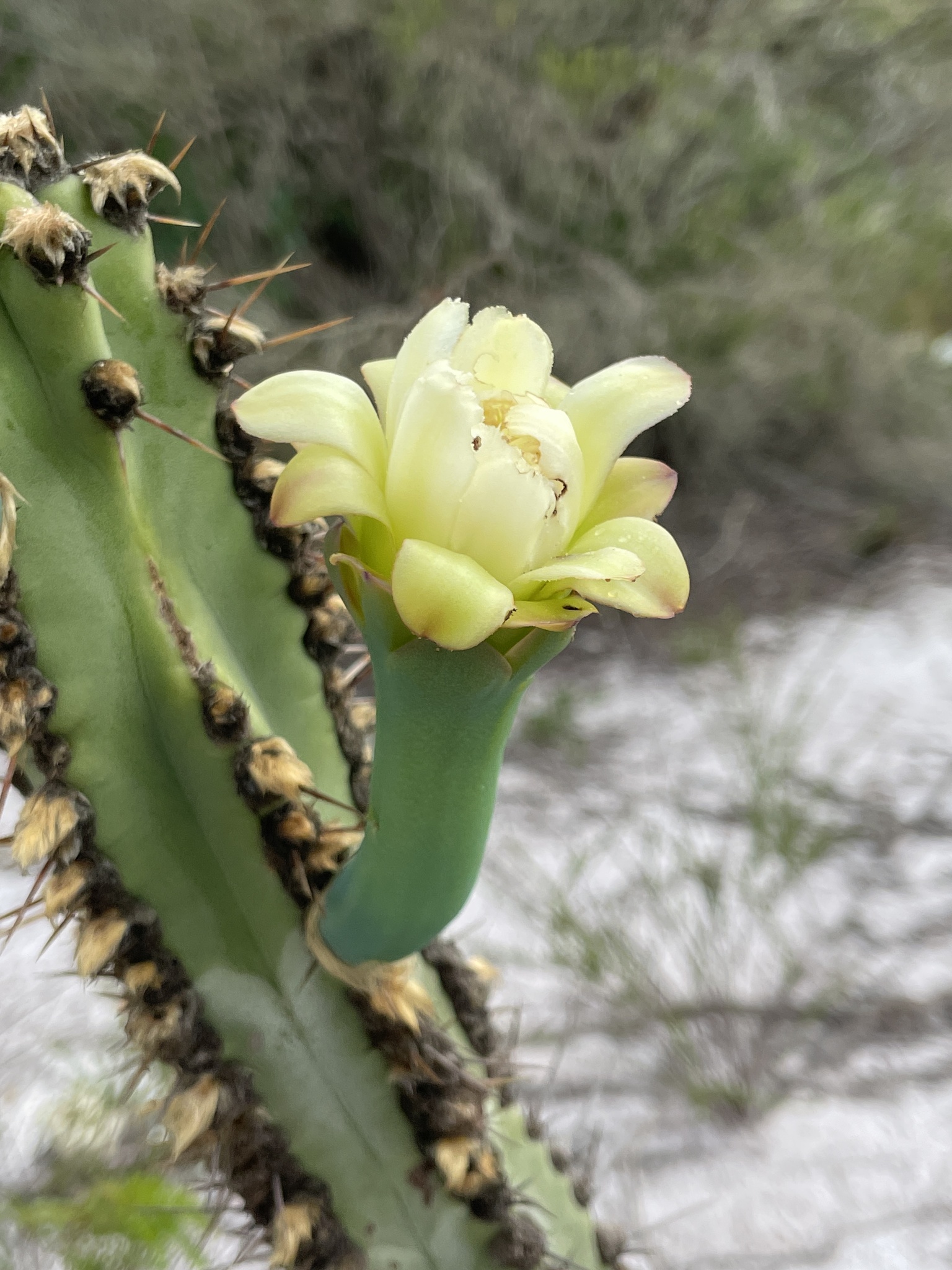 Cipocereus crassisepalus