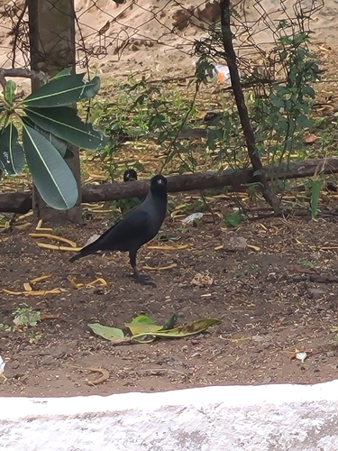House Crow