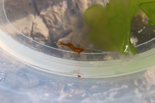 Hippolyte holthuisi