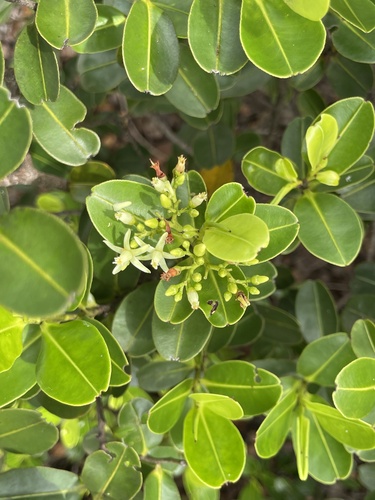 Tauroniro (Humiria balsamifera)