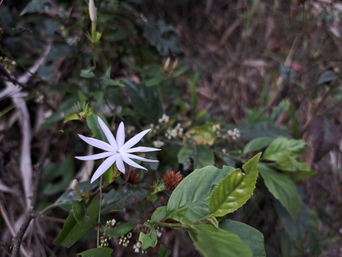 wild kund (Jasminum nervosum)