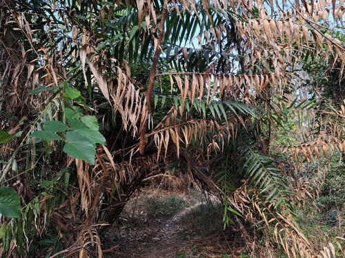 Yellow Rotang Palm (Calamus formosanus)