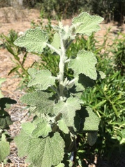 Malacothamnus arcuatus