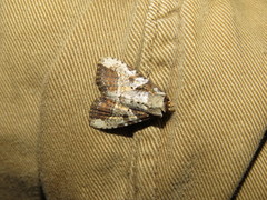 Condica hippia