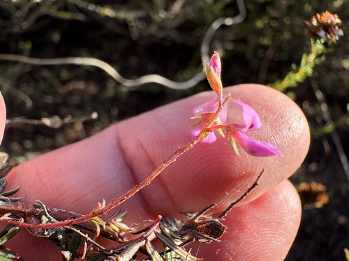 Narrow Spearleaf Indigo (Indigofera pinnata)