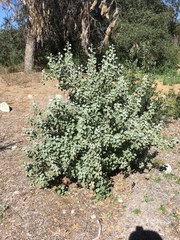 Malacothamnus arcuatus