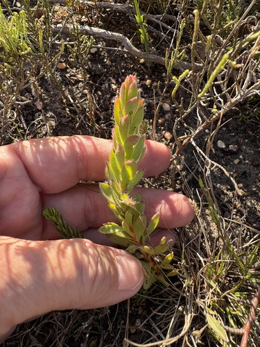 Leucadendron modestum, photograph 5