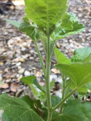 Malacothamnus clementinus