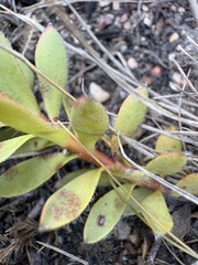 Leucadendron modestum, photograph (c) Charleen Brunke, some rights reserved (CC BY)