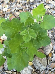 Malacothamnus clementinus