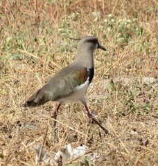 Vanellus chilensis