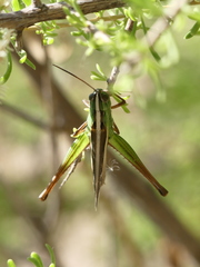 Staurorhectus longicornis