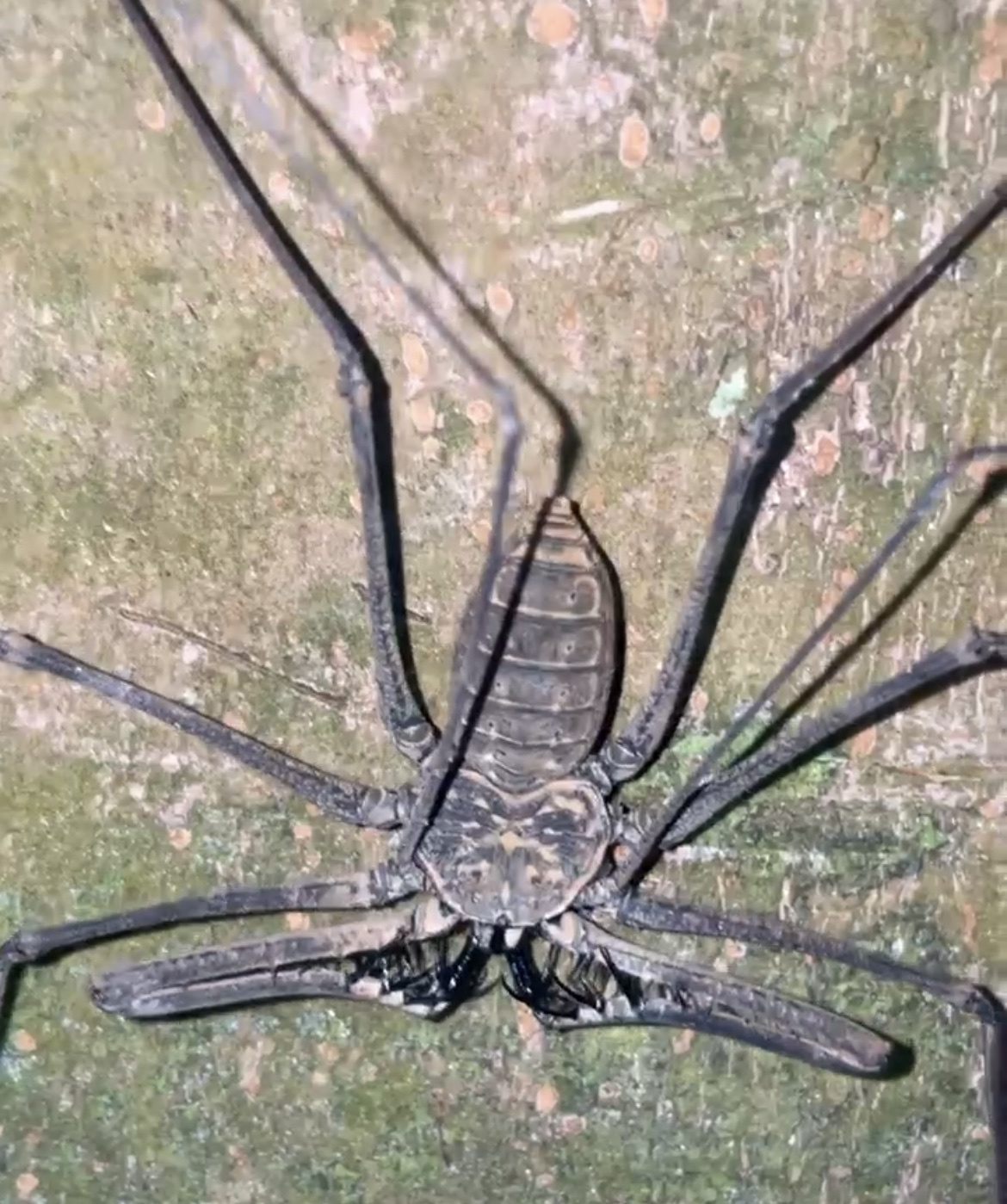 Heterophrynus batesii (Butler, 1873)