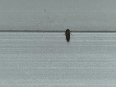 Cicadellidae