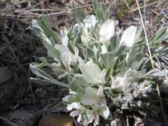 Astragalus gilviflorus