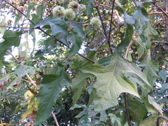 Montanoa bipinnatifida